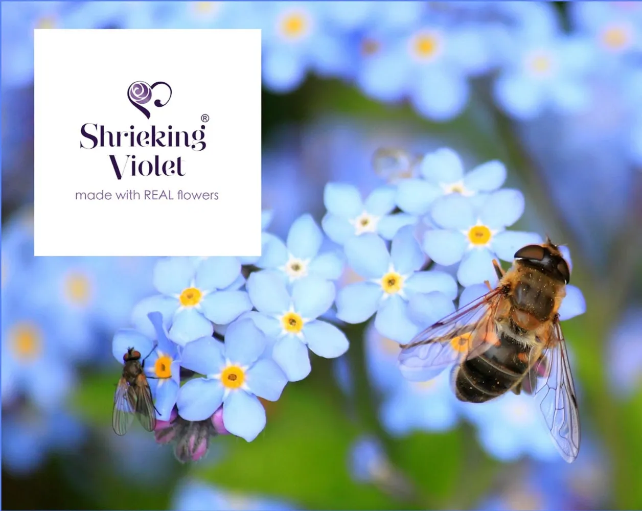 Shrieking Violet Real Flower Forget Me Not Drop Earrings FE55