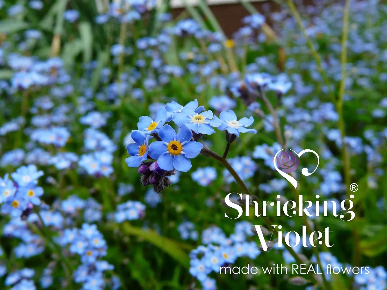 Shrieking Violet Real Flower Forget Me Not Heart Stud Earrings FE15