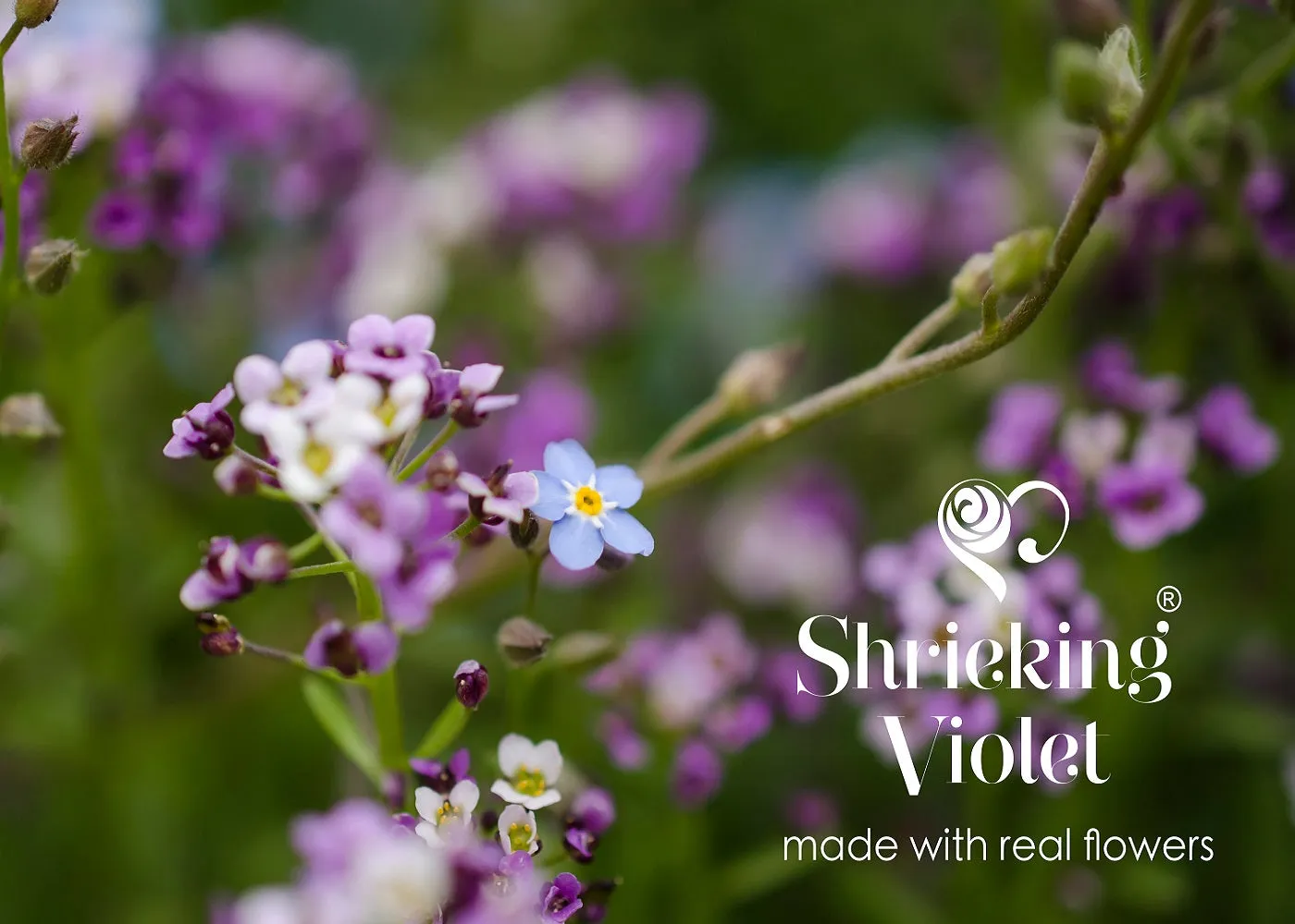 Shrieking Violet Real Flower Purple Haze Huggie Earrings BLEH05
